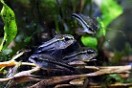 Corydoras hastatus — 1
